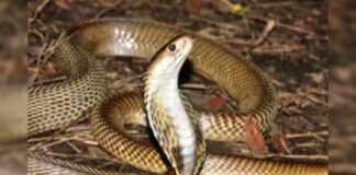 snake safety tips what to do if snake enters home or bites during summer saanp kaise bhagaye | snake safety tips what to do if snake enters home or bites during summer saanp kaise bhagaye |