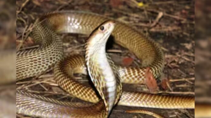 snake safety tips what to do if snake enters home or bites during summer saanp kaise bhagaye |