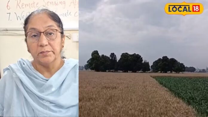 punjab weather update before baisakhi dry weather forecast wheat harvesting relief hs | ਲੁਧਿਆਣਾ ਖ਼ਬਰਾਂ (Ludhiana News)