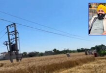 barnala farmer dies due to electric shock from 11000 volt wire negligence alleged | barnala farmer dies due to electric shock from 11000 volt wire negligence alleged |