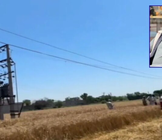 barnala farmer dies due to electric shock from 11000 volt wire negligence alleged | barnala farmer dies due to electric shock from 11000 volt wire negligence alleged |