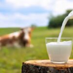 ਮਿਲਕਫੈੱਡ ਪੰਜਾਬ ਦੁੱਧ ਦੀ ਖਰੀਦ ਕੀਮਤ ਵਿੱਚ 10 ਤੋਂ 15 ਰੁਪਏ ਪ੍ਰਤੀ ਕਿਲੋ ਦਾ ਵਾਧਾ, ਨਵੀਆਂ ਦਰਾਂ ਲਾਗੂ, Milkfed Punjab increases milk procurement price by Rs 10 to 15 per kg, new rates implemented | ਪੰਜਾਬ ਖ਼ਬਰਾਂ ਮਿਲਕਫੈੱਡ ਪੰਜਾਬ ਦੁੱਧ ਦੀ ਖਰੀਦ ਕੀਮਤ ਵਿੱਚ 10 ਤੋਂ 15 ਰੁਪਏ ਪ੍ਰਤੀ ਕਿਲੋ ਦਾ ਵਾਧਾ, ਨਵੀਆਂ ਦਰਾਂ ਲਾਗੂ, Milkfed Punjab increases milk procurement price by Rs 10 to 15 per kg, new rates implemented | ਪੰਜਾਬ ਖ਼ਬਰਾਂ