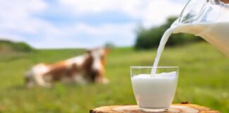 ਮਿਲਕਫੈੱਡ ਪੰਜਾਬ ਦੁੱਧ ਦੀ ਖਰੀਦ ਕੀਮਤ ਵਿੱਚ 10 ਤੋਂ 15 ਰੁਪਏ ਪ੍ਰਤੀ ਕਿਲੋ ਦਾ ਵਾਧਾ, ਨਵੀਆਂ ਦਰਾਂ ਲਾਗੂ, Milkfed Punjab increases milk procurement price by Rs 10 to 15 per kg, new rates implemented | ਪੰਜਾਬ ਖ਼ਬਰਾਂ ਮਿਲਕਫੈੱਡ ਪੰਜਾਬ ਦੁੱਧ ਦੀ ਖਰੀਦ ਕੀਮਤ ਵਿੱਚ 10 ਤੋਂ 15 ਰੁਪਏ ਪ੍ਰਤੀ ਕਿਲੋ ਦਾ ਵਾਧਾ, ਨਵੀਆਂ ਦਰਾਂ ਲਾਗੂ, Milkfed Punjab increases milk procurement price by Rs 10 to 15 per kg, new rates implemented | ਪੰਜਾਬ ਖ਼ਬਰਾਂ