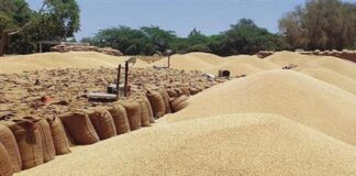 ਕਿਸਾਨਾਂ ਲਈ ਵੱਡੀ ਖ਼ਬਰ: ਕੇਂਦਰ ਸਰਕਾਰ ਨੇ ਕਣਕ ਖਰੀਦ ਨਿਯਮਾਂ ਵਿੱਚ ਢਿੱਲ ਦੇਣ ਨੂੰ ਦਿੱਤੀ ਮਨਜ਼ੂਰੀ | ਪੰਜਾਬ ਖ਼ਬਰਾਂ ਕਿਸਾਨਾਂ ਲਈ ਵੱਡੀ ਖ਼ਬਰ: ਕੇਂਦਰ ਸਰਕਾਰ ਨੇ ਕਣਕ ਖਰੀਦ ਨਿਯਮਾਂ ਵਿੱਚ ਢਿੱਲ ਦੇਣ ਨੂੰ ਦਿੱਤੀ ਮਨਜ਼ੂਰੀ | ਪੰਜਾਬ ਖ਼ਬਰਾਂ