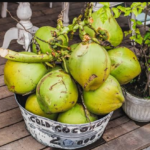 Who Should Avoid Coconut Water: ਜਾਣੋ ਕਿਨ੍ਹਾਂ ਲੋਕਾਂ ਨੂੰ ਭੁੱਲ ਕੇ ਵੀ ਨਹੀਂ ਪੀਣਾ ਚਾਹੀਦਾ ਕੋਕੋਨਟ ਵਾਟਰ