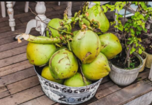 Who Should Avoid Coconut Water: ਜਾਣੋ ਕਿਨ੍ਹਾਂ ਲੋਕਾਂ ਨੂੰ ਭੁੱਲ ਕੇ ਵੀ ਨਹੀਂ ਪੀਣਾ ਚਾਹੀਦਾ ਕੋਕੋਨਟ ਵਾਟਰ