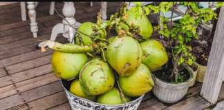 Who Should Avoid Coconut Water: ਜਾਣੋ ਕਿਨ੍ਹਾਂ ਲੋਕਾਂ ਨੂੰ ਭੁੱਲ ਕੇ ਵੀ ਨਹੀਂ ਪੀਣਾ ਚਾਹੀਦਾ ਕੋਕੋਨਟ ਵਾਟਰ
