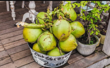 Who Should Avoid Coconut Water: ਜਾਣੋ ਕਿਨ੍ਹਾਂ ਲੋਕਾਂ ਨੂੰ ਭੁੱਲ ਕੇ ਵੀ ਨਹੀਂ ਪੀਣਾ ਚਾਹੀਦਾ ਕੋਕੋਨਟ ਵਾਟਰ