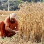 ਕਿਸਾਨਾਂ ਲਈ ਭਗਵੰਤ ਮਾਨ ਸਰਕਾਰ ਦਾ ਵੱਡਾ ਤੋਹਫ਼ਾ: ਝੋਨੇ ਦੇ ਸੀਜ਼ਨ ‘ਚ ਟਿਊਬਵੈੱਲਾਂ ਨੂੰ ਮਿਲੀ 20 ਘੰਟੇ ਬਿਜਲੀ, ਪਾਵਰਕਾਮ ਦਾ ਦਾਅਵਾ