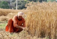 ਕਿਸਾਨਾਂ ਲਈ ਭਗਵੰਤ ਮਾਨ ਸਰਕਾਰ ਦਾ ਵੱਡਾ ਤੋਹਫ਼ਾ: ਝੋਨੇ ਦੇ ਸੀਜ਼ਨ ‘ਚ ਟਿਊਬਵੈੱਲਾਂ ਨੂੰ ਮਿਲੀ 20 ਘੰਟੇ ਬਿਜਲੀ, ਪਾਵਰਕਾਮ ਦਾ ਦਾਅਵਾ