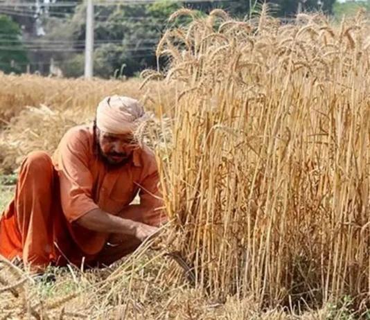 ਕਿਸਾਨਾਂ ਲਈ ਭਗਵੰਤ ਮਾਨ ਸਰਕਾਰ ਦਾ ਵੱਡਾ ਤੋਹਫ਼ਾ: ਝੋਨੇ ਦੇ ਸੀਜ਼ਨ ‘ਚ ਟਿਊਬਵੈੱਲਾਂ ਨੂੰ ਮਿਲੀ 20 ਘੰਟੇ ਬਿਜਲੀ, ਪਾਵਰਕਾਮ ਦਾ ਦਾਅਵਾ