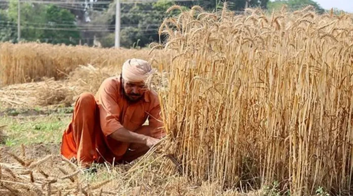 punjab-farmer