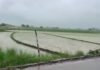 ghaggar river water level rises paddy crop submerged in samana due to heavy rain ghaggar river water level rises paddy crop submerged in samana due to heavy rain | ਪਟਿਆਲਾ ਖ਼ਬਰਾਂ (Patiala News)