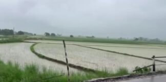 ghaggar river water level rises paddy crop submerged in samana due to heavy rain ghaggar river water level rises paddy crop submerged in samana due to heavy rain | ਪਟਿਆਲਾ ਖ਼ਬਰਾਂ (Patiala News)