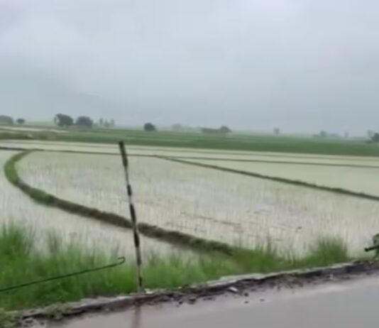 ghaggar river water level rises paddy crop submerged in samana due to heavy rain ghaggar river water level rises paddy crop submerged in samana due to heavy rain | ਪਟਿਆਲਾ ਖ਼ਬਰਾਂ (Patiala News)