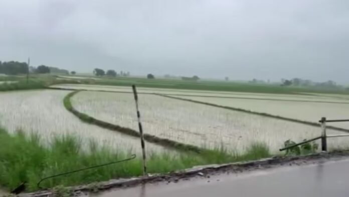 HYP_557165_1_10_1-1200x675.jpg ghaggar river water level rises paddy crop submerged in samana due to heavy rain | ਪਟਿਆਲਾ ਖ਼ਬਰਾਂ (Patiala News)